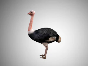 realistic rigged low poly ostrich 3D Model