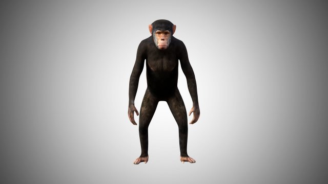 realistic rigged high detailed low poly chimpanzee 3d Model 3D .c4d .max .obj .3ds .fbx .stl .blend 