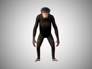 realistic rigged high detailed low poly chimpanzee 3d Model 3D