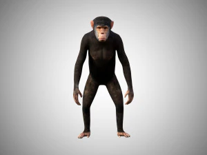 scimpanzé 3d in poli basso altamente dettagliato e realistico truccato Modello 3D