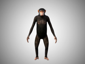 realistic rigged high detailed low poly chimpanzee 3d Model 3D