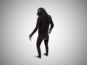 realistic rigged high detailed low poly chimpanzee 3d Model 3D