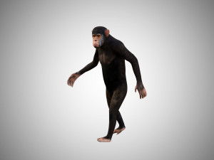 realistic rigged high detailed low poly chimpanzee 3d Model 3D