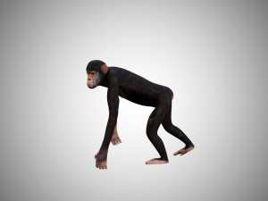 realistic rigged high detailed low poly chimpanzee 3d Model 3D
