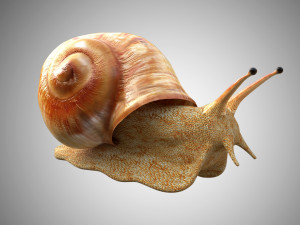 realistic high detailed really low poly snail 3D Model
