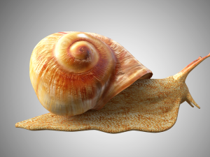 realistic high detailed really low poly snail 3D Model