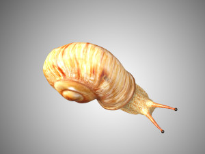realistic high detailed really low poly snail 3D Model