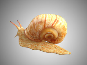 realistic high detailed really low poly snail 3D Model