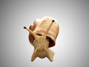 realistic high detailed really low poly snail 3D Model