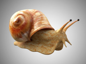realistic high detailed really low poly snail 3D Model