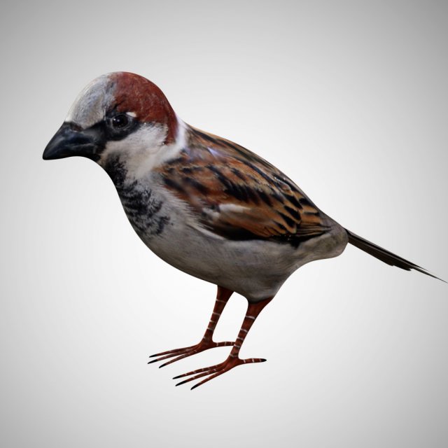 realistic high detailed rigged low poly sparrow 3D Модель .c4d .max .obj .3ds .fbx .stl .blend 
