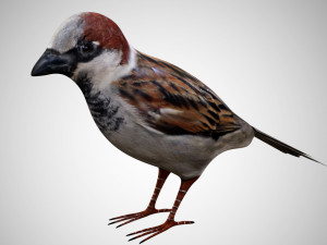 realistic high detailed rigged low poly sparrow 3D Model