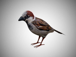 realistic high detailed rigged low poly sparrow 3D Модель