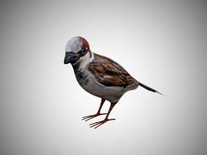 realistic high detailed rigged low poly sparrow 3D Модель
