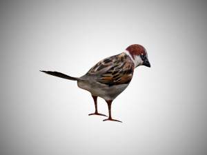 realistic high detailed rigged low poly sparrow 3D Модель