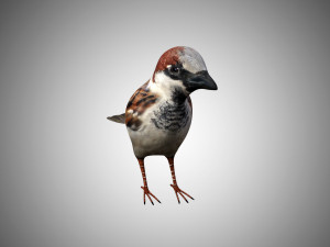 realistic high detailed rigged low poly sparrow 3D Модель
