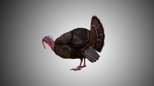 turkey realistic high detailed rigged low poly Modelo 3D .c4d .max .obj .3ds .fbx .stl .blend 