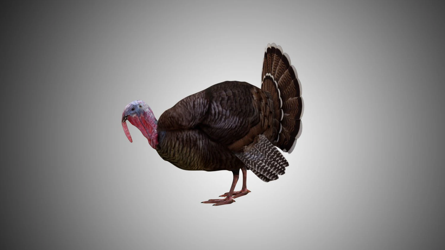 turquia realista alto detalhado manipulado baixo poli Modelo 3D .c4d .max .obj .3ds .fbx .stl .blend
