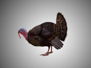 turkey realistic high detailed rigged low poly 3D Model