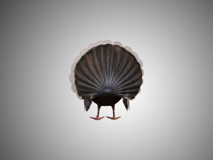 turkey realistic high detailed rigged low poly Modelo 3D