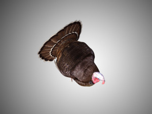 turkey realistic high detailed rigged low poly Modelo 3D