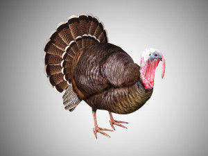 turkey realistic high detailed rigged low poly Modelo 3D