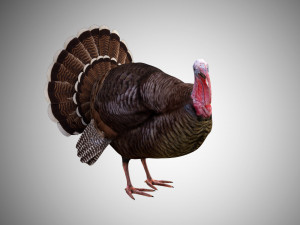 turkey realistic high detailed rigged low poly Modelo 3D
