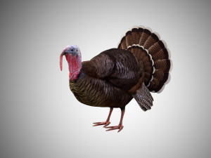 turkey realistic high detailed rigged low poly Modelo 3D