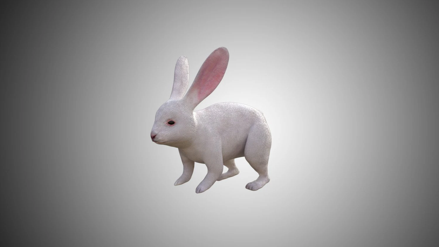 white rabbit low poly realistic high detailed rigged low poly 3D Model .c4d .max .obj .3ds .fbx .stl .blend 
