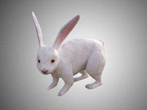 white rabbit low poly realistic high detailed rigged low poly 3D 모델