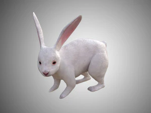 white rabbit low poly realistic high detailed rigged low poly 3D Model