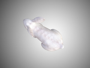 white rabbit low poly realistic high detailed rigged low poly 3D 모델