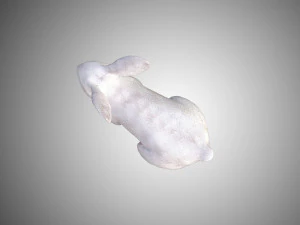 white rabbit low poly realistic high detailed rigged low poly 3D Model