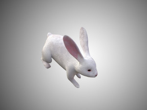 white rabbit low poly realistic high detailed rigged low poly 3D 모델