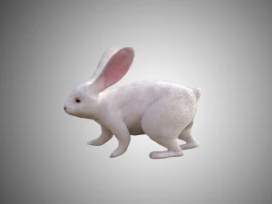 white rabbit low poly realistic high detailed rigged low poly 3D Model