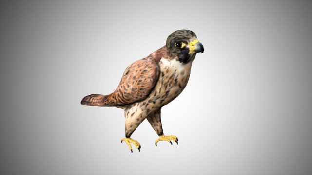 falcon low poly realistic high detailed rigged low poly 3D 模型 .c4d .max .obj .3ds .fbx .stl .blend 