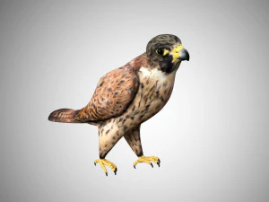 Falke, Low-Poly, realistisch, hochdetailliert, manipuliert, Low-Poly 3D Modell