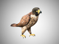 falcon low poly realistic high detailed rigged low poly Modèle 3D