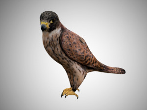 falcon low poly realistic high detailed rigged low poly 3D 模型