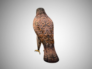 falcon low poly realistic high detailed rigged low poly 3D 模型