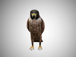 falcon low poly realistic high detailed rigged low poly 3D 模型