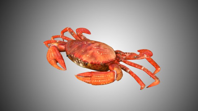 crab low poly realistic high detailed rigged low poly 3D Модель .c4d .max .obj .3ds .fbx .stl .blend 