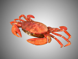 crab low poly realistic high detailed rigged low poly 3D Model