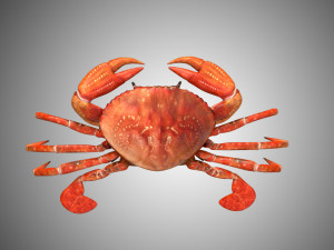 crab low poly realistic high detailed rigged low poly 3D Модель