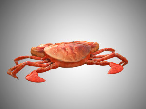 crab low poly realistic high detailed rigged low poly 3D Модель