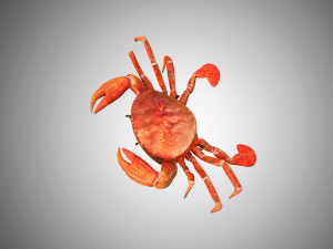 crab low poly realistic high detailed rigged low poly 3D Модель