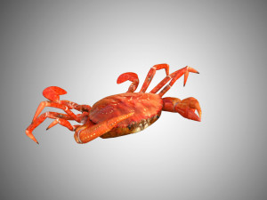 crab low poly realistic high detailed rigged low poly 3D Модель