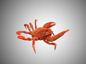 crab low poly realistic high detailed rigged low poly 3D Модель