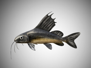 catfish rigged low poly 3D-Modell