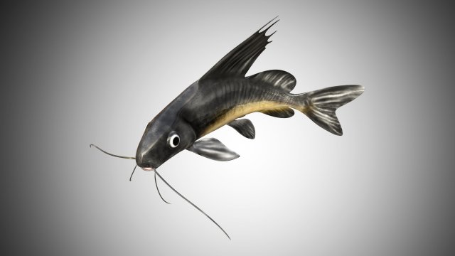 catfish rigged low poly 3D-Modell .c4d .max .obj .3ds .fbx .stl .blend 